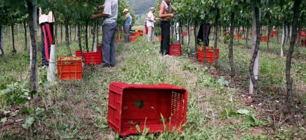 Cambiare la legge sul caporalato, Flai Cgil del Trentino: Il ministro non ha capito il senso del provvedimento''